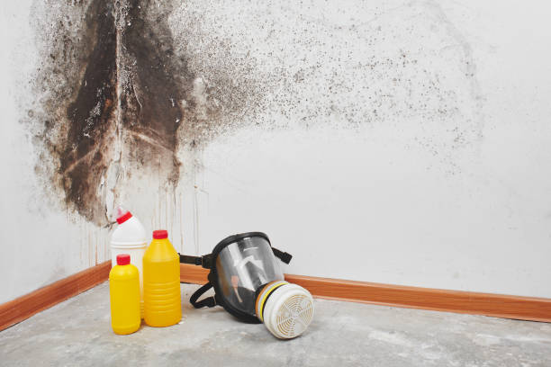 Best Mold Testing  in Big Lake, MN