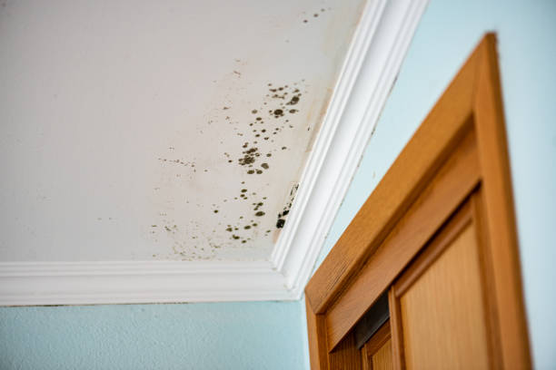 Best Local Mold Removal Service  in Big Lake, MN