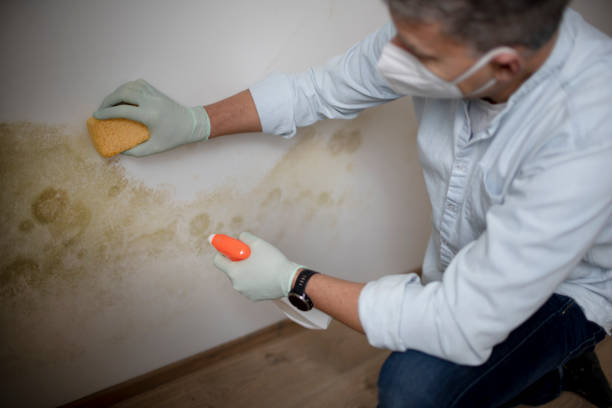 Best Crawl Space Mold Removal  in Big Lake, MN