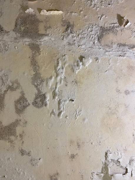 Best Residential Mold Removal  in Big Lake, MN